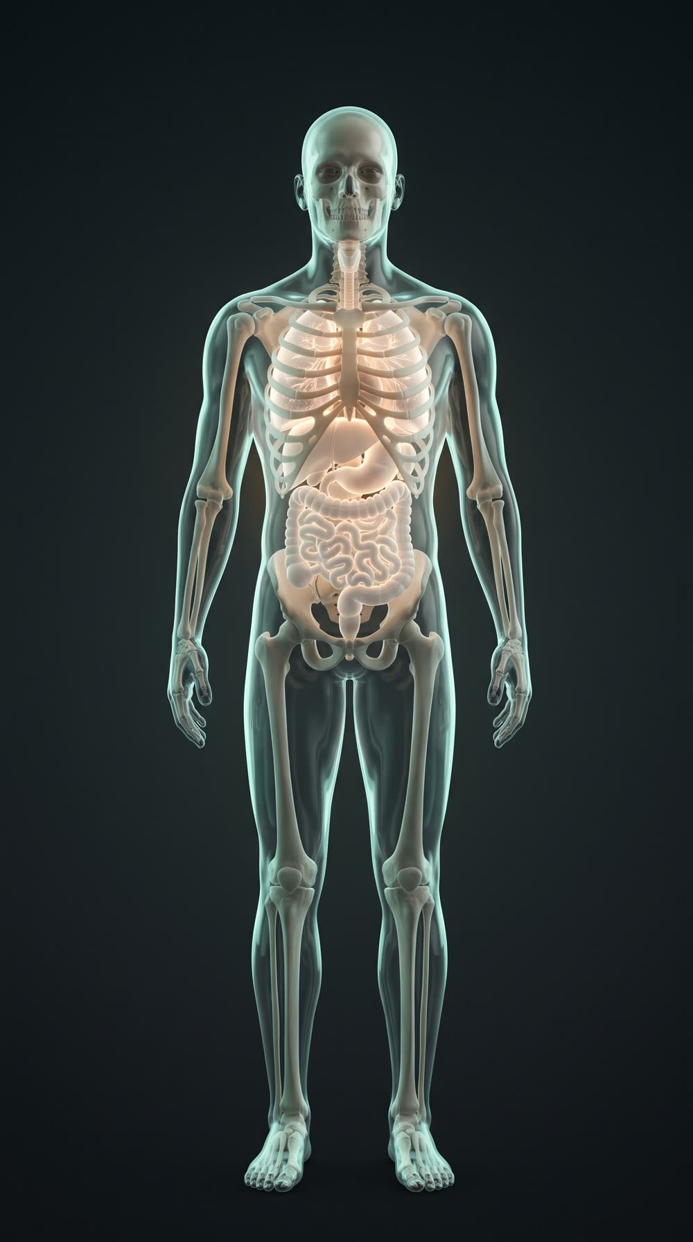 A realistic translucent human body showing the skeleton and internal organs